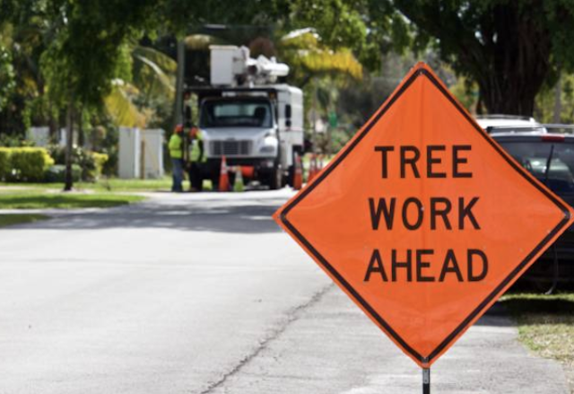 emergency tree removal fairfield