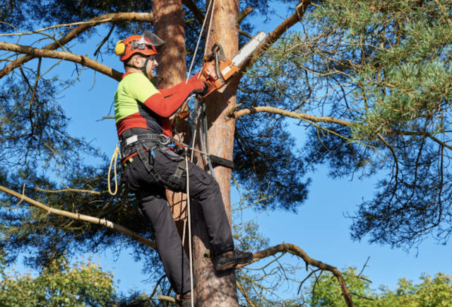 tree pruning fairfield