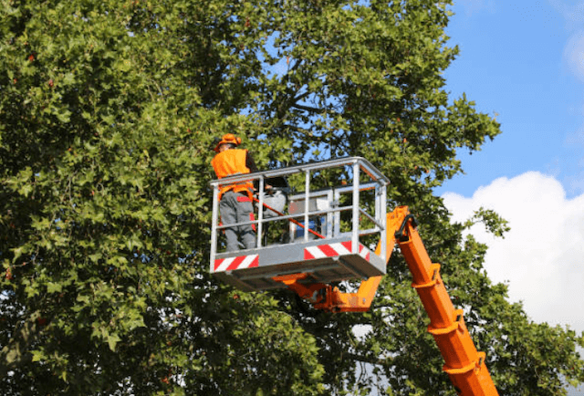 tree trimming fairfield