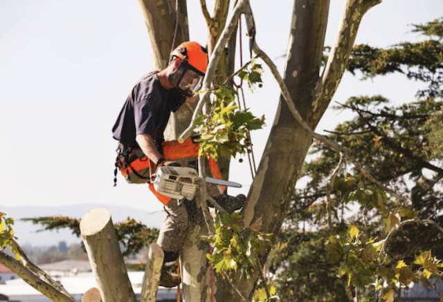 tree removal fairfield