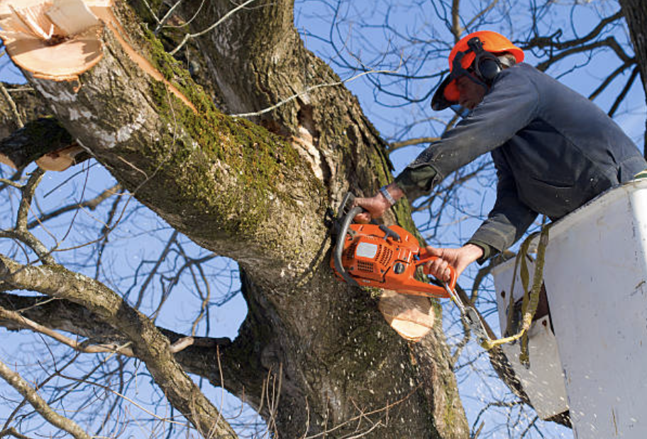 tree trimming Rock Ridge ct